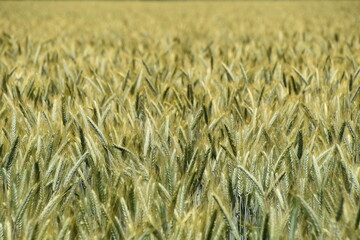 Wheat
