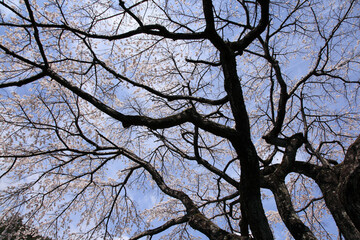 九品寺のしだれ桜