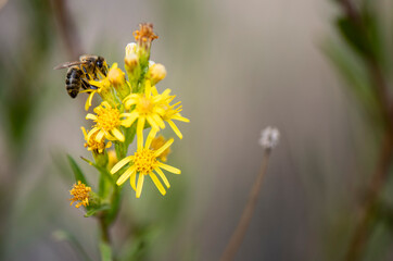 Miel, abeja, polinizar, colmena, néctar, polen, flores