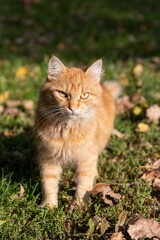 Naklejka na ściany i meble Gorgeous ginger cat walks on the grass with dry leaves on a sunny autumn day