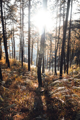 In the forest, trees with warm light in the evening.