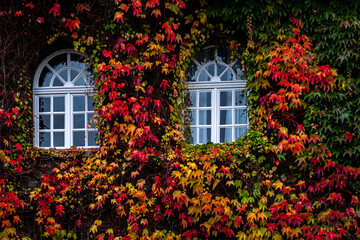 Fototapeta na wymiar buntes Herbstlaub am Haus mit Fenster