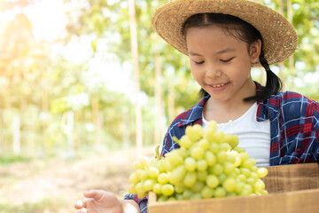 An Asian girl holds a grape and a box of grapes in her hand. Children working inside a vineyard in the background of green vineyards. The child was wearing a plaid shirt and a smiling hat. Grape farm