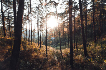 In the forest, trees with warm light in the evening.