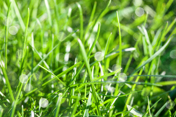 green grass under the sun background