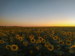 Fototapeta premium sunflower field at sunset