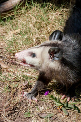 Virginia Opossum (Didelphis virginiana) in garden, Los Angeles, California, USA