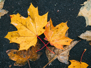 autumn maple leaves