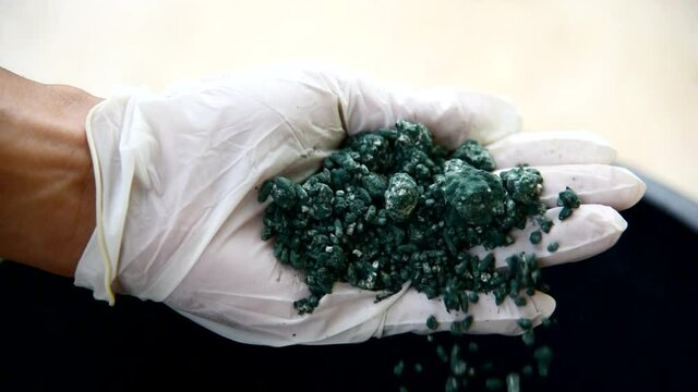 Closeup to Trichoderma harzianum in the hand. Use for protect plant from Fungi