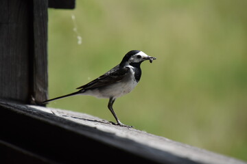 Songbird