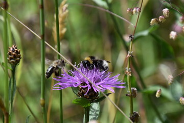 Bees on flower