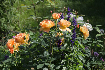 lady of shalott orange english rose and blue salvia farinacea 