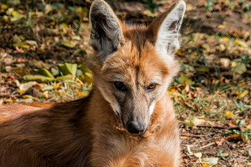 Maned Wolf (Chrysocyon brachyurus) © Nick Taurus
