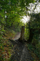Fototapeta premium Wanderweg im Wald Rur-Staubecken in der Eifel