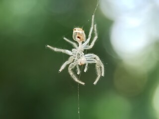 A transparent dead white spider hanging in between stems of plant macro shot deep green background