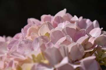 Hortensia