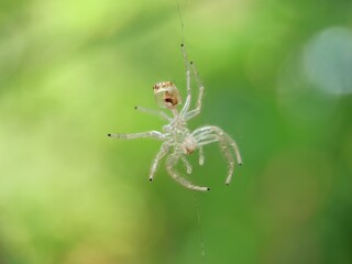 A transparent dead white spider hanging in between stems of plant macro shot light green background