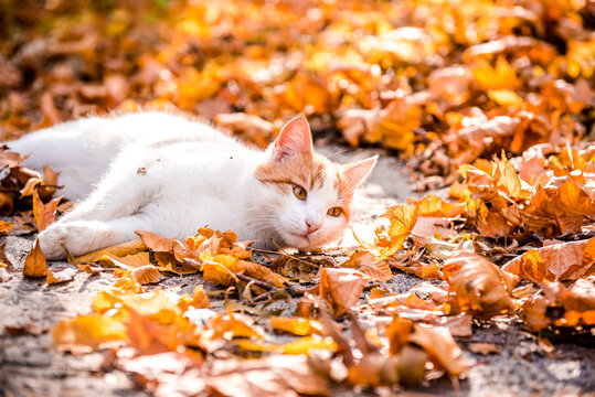 Red cat in the fall. A ginger cat lies on fallen leaves in an autumn park or forest. Red-white cat plays with fallen leaves in autumn. Portrait of an active pet on the grass and leaves in early autumn