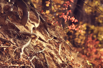 multicolored leaves branches background, abstract blurred wallpaper view