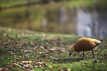 duck in autumn park, view of abstract relaxation alone