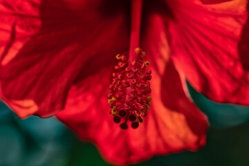 Hibiskusblüte im Detail © blende11.photo