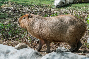 Сapybara (Hydrochoerus hydrochaeris)