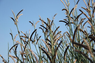 grass and sky