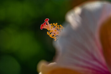 Hibiskusblüte im Detail © blende11.photo