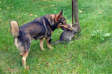 Dog and cat best friends playing together outdoors
