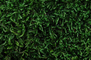 Green moss texture background