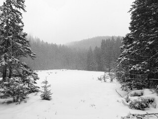 Heavy snowfall in a coniferous forest. Tatra Mountains on a cold December day. The snowstorm brings Christmas mood.