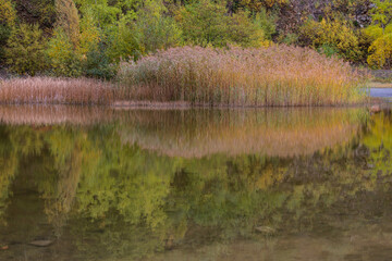 Brown and yellow reed and trees mirroring in a little lake in autumn