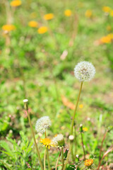 タンポポの綿毛