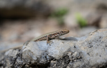 A small lizard is sunbathing on the rocks in the sun