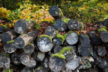 old woodpile with moss 