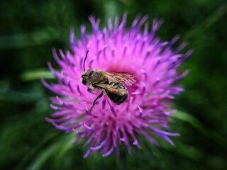 bee on a flower