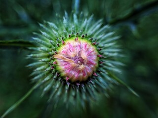 close up of a flower