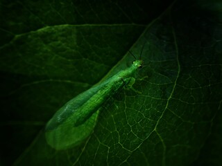 lizard on a leaf