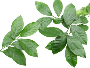 Obraz premium green branches with lemon leaves on white background