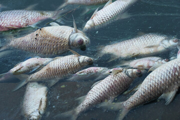 dead body of fish floating on blue natural water lake environment pollution background