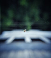 spider on the web