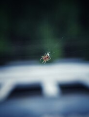 spider on the web