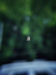 spider on the web