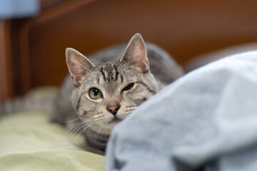 Naklejka premium ウインクする猫 サバトラ猫