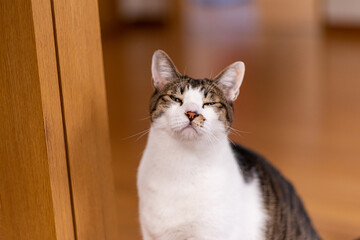 何とも言えない表情　サバトラ猫