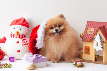 A furry Pomeranian sits and looks at the camera, wearing a Santa Claus hat that has slid on its side, around Christmas toys. The concept of the New year and Christmas