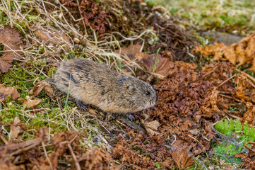 North American Brown Lemming (Lemmus trimucronatus) St. George Island, Alaska, USA
