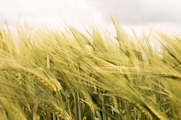 Yellow ears of wheat swaying in the wind, rural landscape, background agricultural grain plant