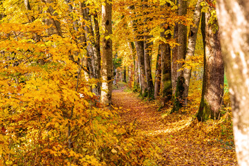 Weg - Herbst - Bäume - Allgäu - Laub