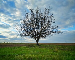 tree on a field